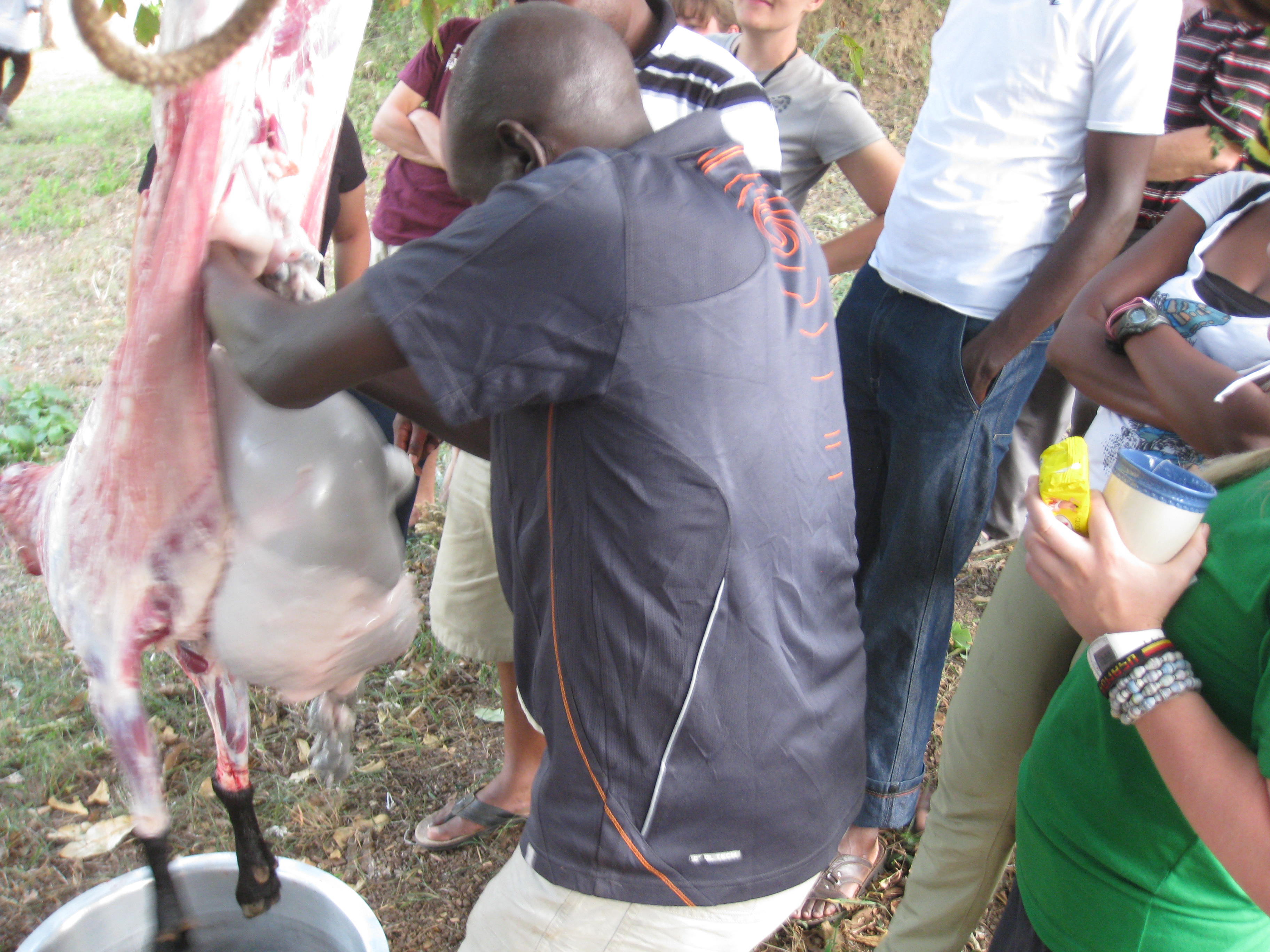 Veterinary field image 7